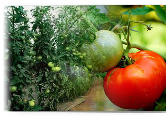 peliculas para invernaderos tropicales PDEE